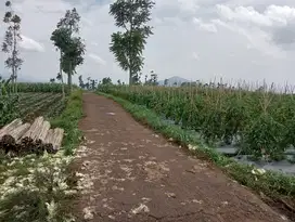 Tanah kebun datar subur msk mobil, cikubang