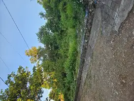 TANAH MURAh JIMBARAN
