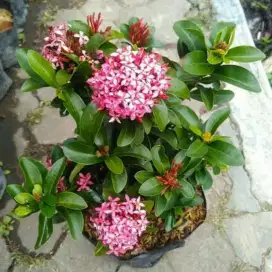 Asoka Jabon/Tanaman Hias Asoka Jabon