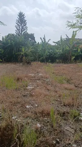 tanah kontrak termurah di seminyak jl Dewi saraswati