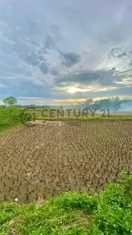 Dijual Tanah Padat Sawah Strategis Di Legok Tangerang Banten