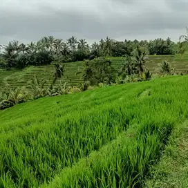 Tanah dengan pemadangan sawah dan gunung di tabanan
