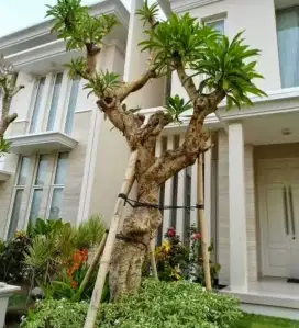 Kamboja Fosil / Kamboja Bali Fosil/ Kamboja Fosil Bali