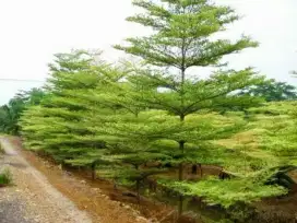 Pohon Ketapang Kencana/Ketapang Kencana/Pohon Peneduh