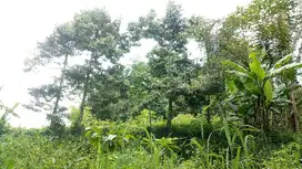 Kebun Durian Plus Sungai Dekat Pasar Tajinan Malang