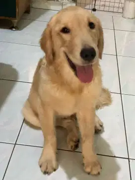 Golden retriever remaja