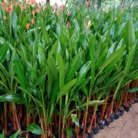 Tanaman Pisang Pisangan/Pisang Heliconia/Tanaman Hias