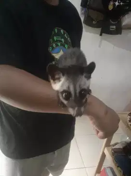 Musang pandan umur 1 bln lebih Masih kagetan