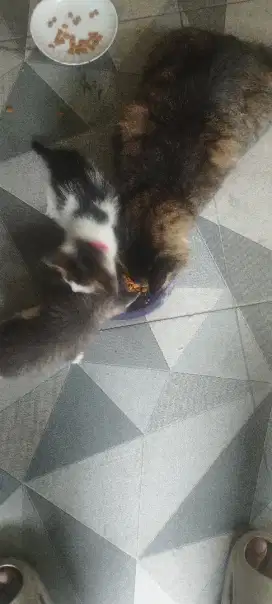 Hibah kucing indukan persia dengan Kitten 2 bulan