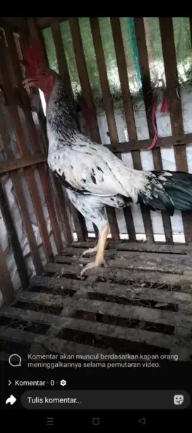 Ayam bulbi  pamakhoy