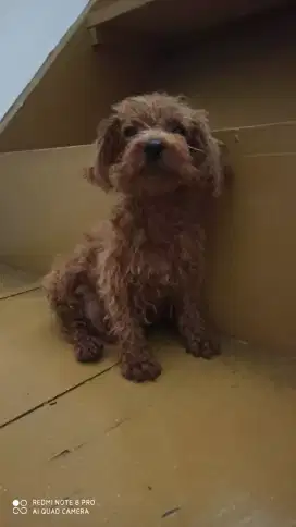 Dijual mini toy red poodle