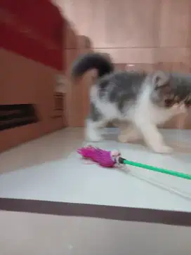 Kitten Persian Peaknose