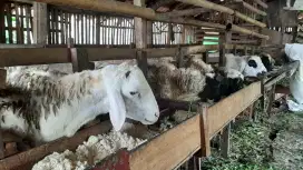 Hewan qurban domba gibas