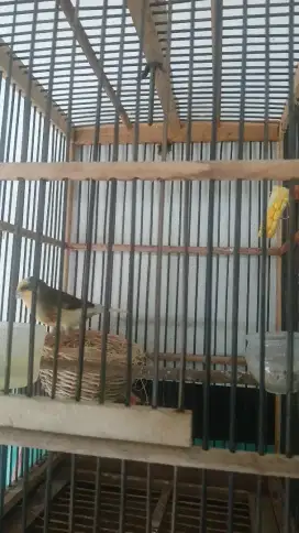 KENARI BETINA SIAP PRODUK