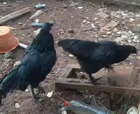 Ayam Cemani Dewasa Siap Bertelur