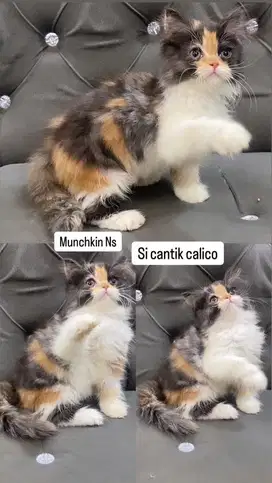 Kitten persia betina munchkin ns calico 4warna flatnose