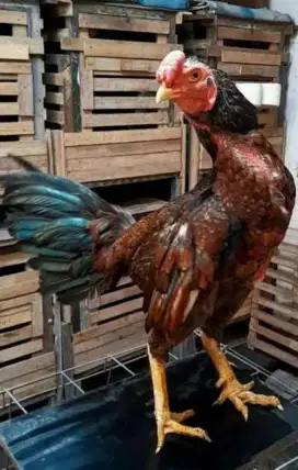Ayam bulbi pamangon