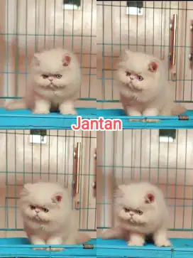 Kitten peaknose jantan bulu super