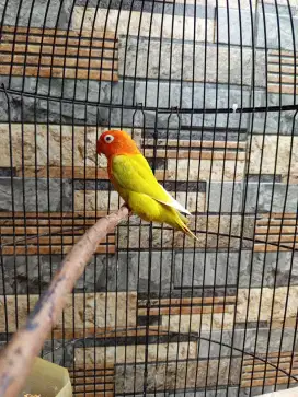 Biola pf green betina