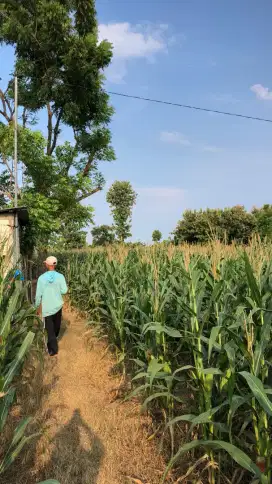 Dijual lahan pertanian sudah ada sumur bor pompa air sibel