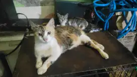 Free adopt kucing domestik