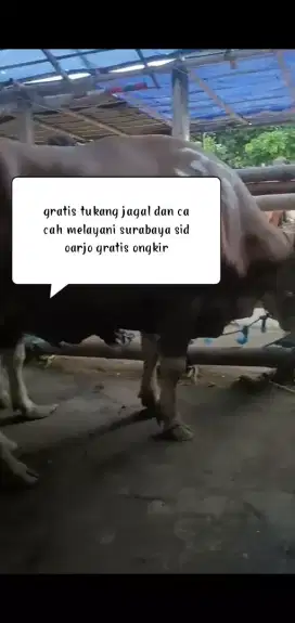 Jual sapi qurban 450 kg gratis jagal dan tim cacahan gratis ongkir