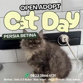 Persimed betina