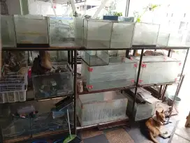 Aquarium acc ikan murah