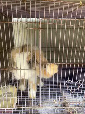 Kelinci fuzzy lop betina 7 bulan