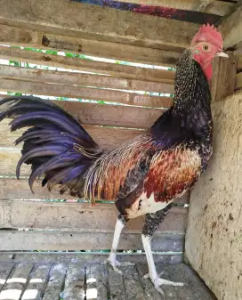 Jual ayam bekisar wido / widu usia 7 bulanan kokok suara bersih bagus