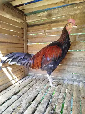 Jual ayam bekisar klungsu merah siapan kokok usia 6 bln up batu kota