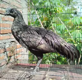 Jual ayam bekisar cemani / bekicem mulus usia 5 bulanan siapan bagus