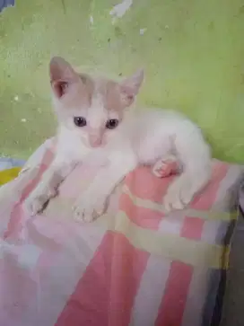 Lepas Adopsi ganti Pakan Seihklasnya