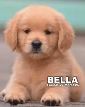 2 PUPPY GOLDEN RETRIEVER FEMALE