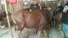 Sapi Bali Qurban dan Kambing