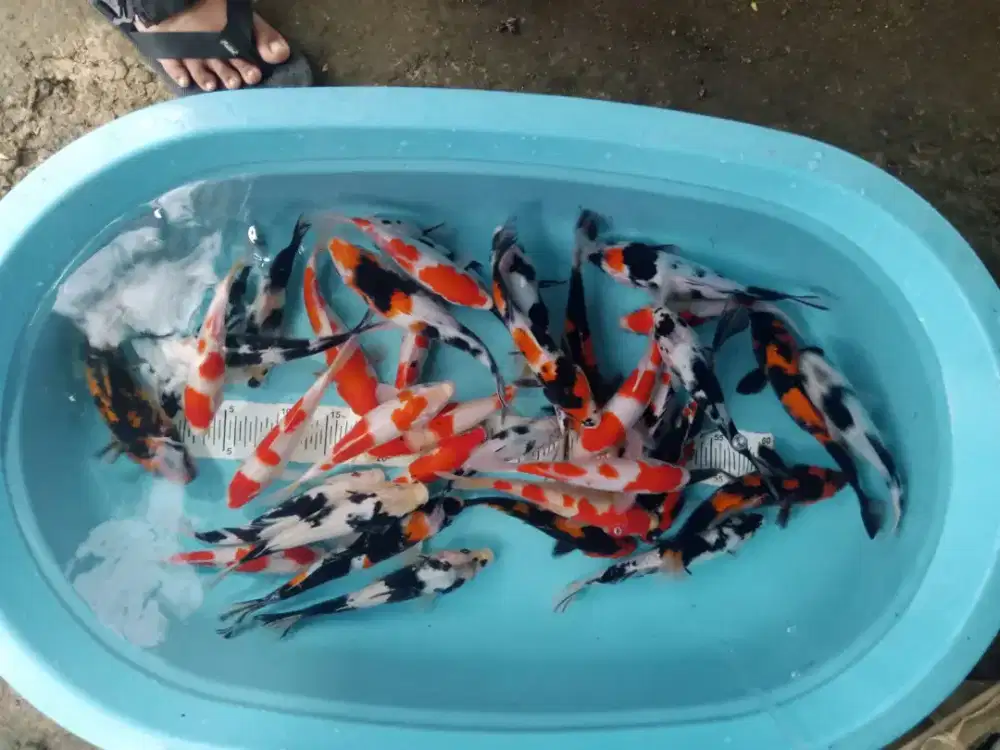 PAKET KOI CANTIK SIZE 25CM ISI 10EKOR