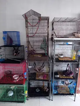 Jual Sugar Glider 50 ekor angkut