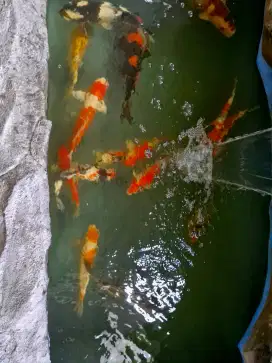 Dijual ikan koi sehat