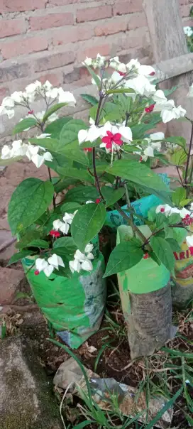 Bunga hias siap di pindah tanam