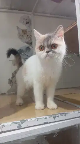 Kucing british shorthair mix exo betina