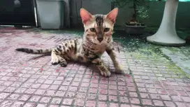 Kucing benggal jantan