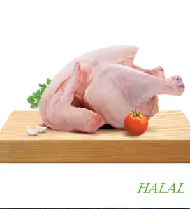 Daging Ayam Broiler