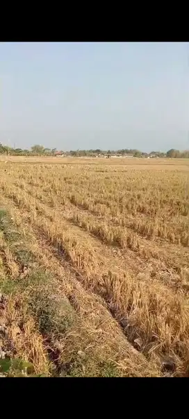 Lahan industri luas 75 HA harga 400 ribu permeter di Banjarsari,Madiun