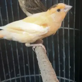 Kenari paud jantan