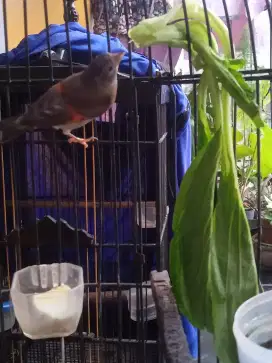 Paud siskin dilute jantan mulus