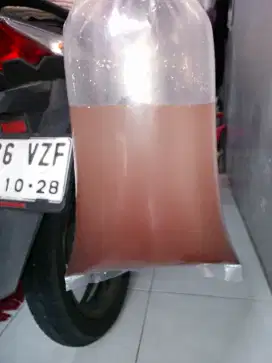 kutu air pakan warna ikan predator cupang burayak
