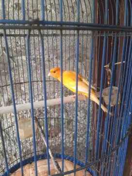 Jual burung kenari macetan cerah warna oren