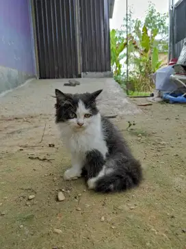 Kucing Persia Bulu Panjang Lebat