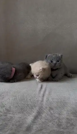 British Shorthair BSH Munchkin
