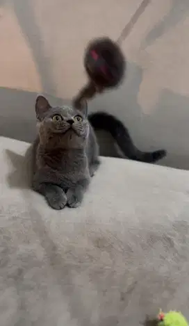 Munchkin BSH Betina